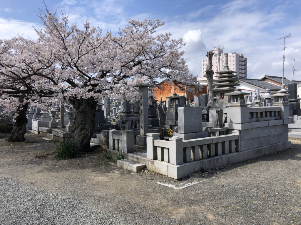 地福院の桜が満開